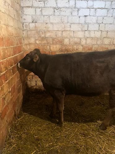 уй сатып алам оштон: Сатам | Кунаажын | Швиц — 9