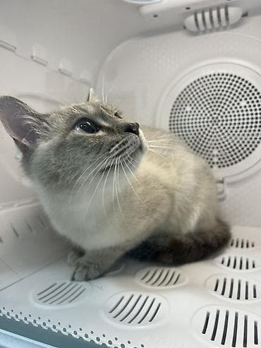 Отдам даром в хорошие руки