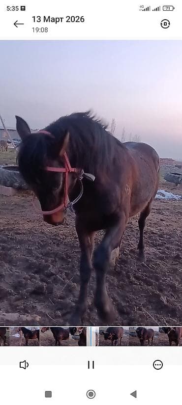 Коровы, быки: Продаю | Жеребец | Рабочий — 6