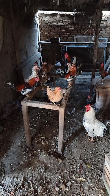 Продаю | Куры | Для разведения, Несушки at lalafo.kg Продаю | Куры | Для разведения, Несушки