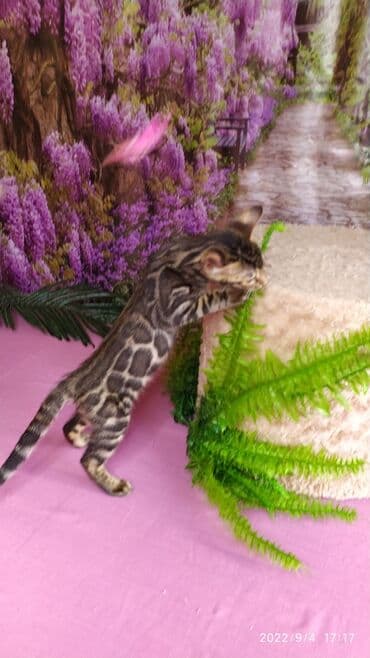 сколько стоит котенок британской золотой шиншиллы: Красивейшие Бенгальские котята 3мес девочки и мальчики. Проф питомник — 12