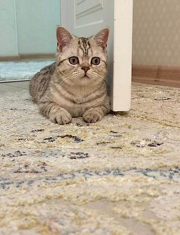 Британ кыска жүндүү, 2 жаш, Эркек, Лотокко барууга үйрөтүлгөн