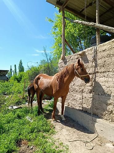 козу сатылат бишкек: Сатам | Бээ (ургаачы) | Аргын | Көбөйтүү үчүн | Асыл тукумдуу — 7