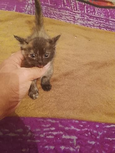 девон рекс котята: Котята, помёт из нескольких малышей разной окраски: - тигровый (табби) — 4
