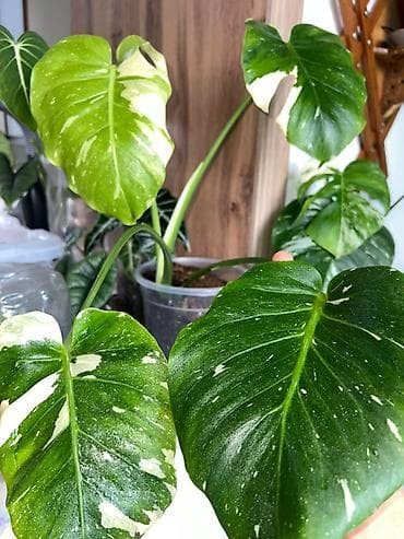 комнатные цветы бишкек: Цветы для школы дар — 1