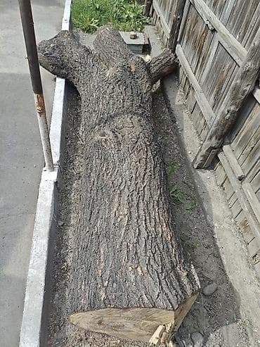 Продаётся карагач 🌳 Длина ствола 3 м, диаметр около 66 см. Под слэбы
