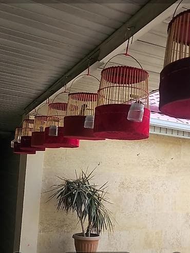 Перепёлки певчие Италия бедана - Форма: цилиндрическая, с куполом и