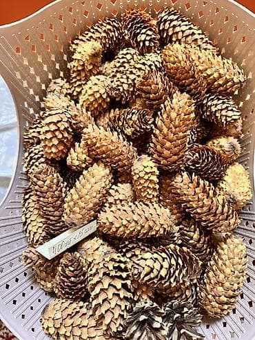 шишки хмеля: Шишки ели/сосны для декора и рукоделия - Натуральные лесные шишки — 4