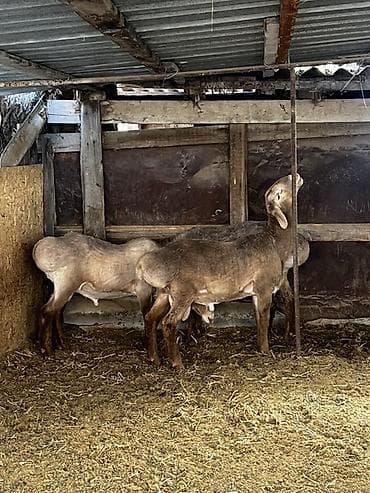 веслоухая кошка: Продаю | Баран (самец) | Арашан | Для разведения | Племенные — 6