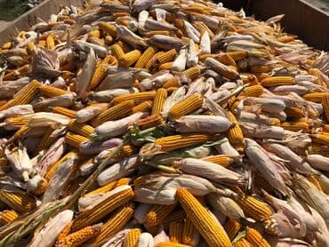 Дрова: Семена кукурузы !!Официальная продажа семян !!! Копмании Тянь Шань — 8