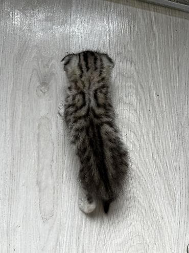 купить манчкина: 🐾 Продаётся очаровательный котёнок-мальчик 🐾 Родился 15 мая 2026 — 4