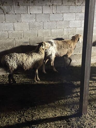 ит итер ош: Продаю | Овца (самка) | Для разведения | Матка — 3