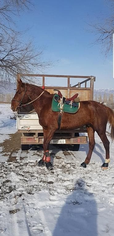 Услуги ветеринара: Продаю | Жеребец | Племенные — 10