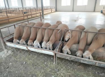 домик для кроликов: Продаю | Баран (самец) | Арашан | Для разведения | Племенные — 2