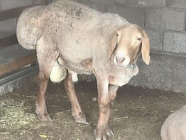 продаю птиц: Продаю | Баран (самец) | Для разведения | Племенные — 1