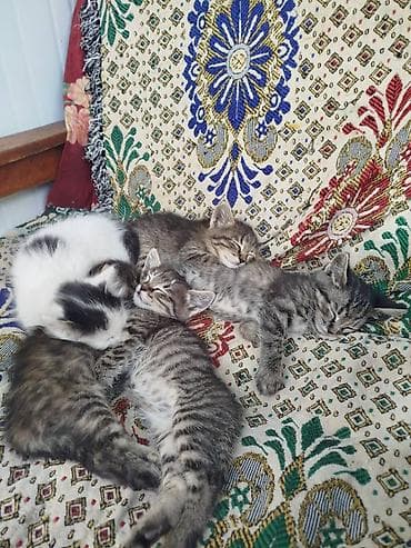 скоттиш страйт шиншилла: 1 месяц, Мальчик, Серый, Приучена к лотку — 6