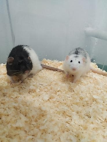 грызунов: 🐭 Продаются два мальчика-крысы! 🖤🤍 Очень активные, ручные, милые и — 1