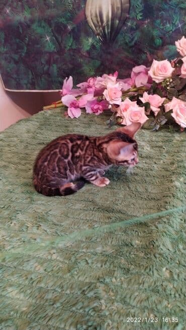 куда можно отдать собаку в бишкеке: Бенгальская, 2 месяца, Девочка — 8