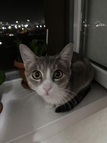 корм для котят: Мальчик, Приучена к лотку, Проглистована, С прививками — 9