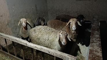 Продаю | Овца (самка), Ягненок, Баран (самец) | Полукровка, Арашан | На забой, Для разведения | Котные, Осеменитель, Матка