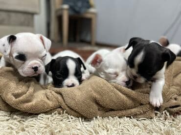 сколько стоит бульдог: Добрый день! Дамы и господа! Вашему вниманию предлагаются элитные — 10