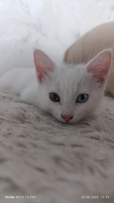 кошка серая: Ангорская, 3 месяца, Девочка, Белый, Приучена к лотку — 2