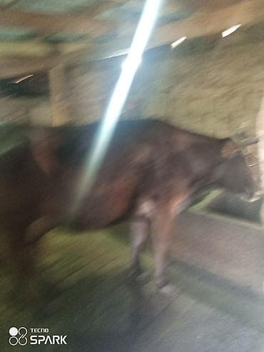 коровы молоко: Продаю | Корова (самка) | Алатауская | Для молока — 6