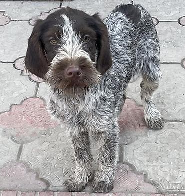 Ветеринар кызматы: Дратхаар, 5 айлык, Эркек, Эмделген — 4