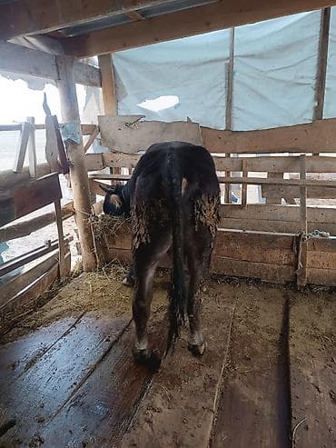 стальная карова: Продаю | Бык (самец) | На откорм | Привязанные — 4