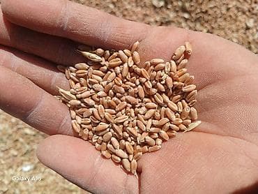 Крупы, мука, сахар: Пшеница продовольственная/кормовая Буудай жаны чабылган, кургак — 1