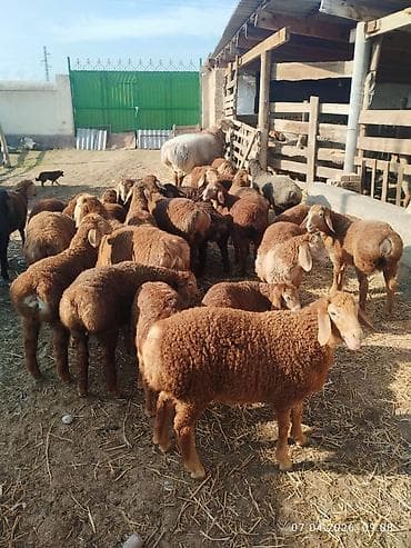 авган матки: Продаю | Ягненок | Арашан | Для разведения | Племенные — 1