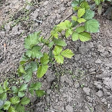 30 сом Саженцы ежевики ЛОХНЕСС көчөтү,Мыканда полядан казып кеткиле