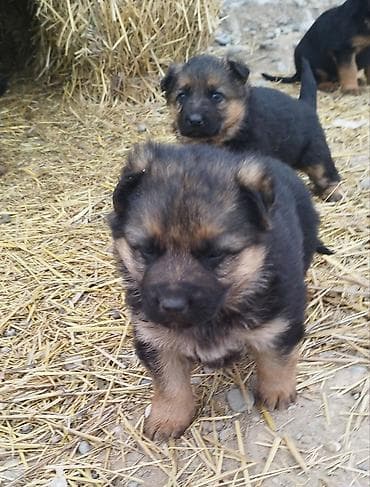 Үй жаныбарлары: Щенки немецкой овчарки - Порода: немецкая овчарка, классический — 1