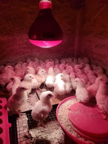 дом для кур: Продаю | Цыплята, Инкубационные яйца | Леггорн | Для разведения, Несушки — 6