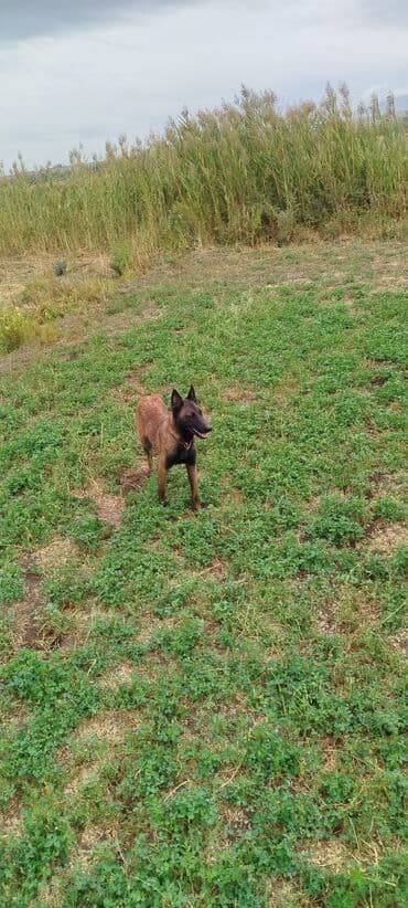 цена собаки: Щенки бельгийской овчарки продаю по 10.000 прошу ровно месяц сегодня — 5