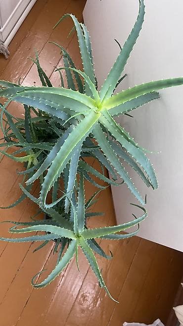 гербал алоэ цена: Продаются алоэ возраст 3-5-7 лет. Цена договорная.
Звоните — 3