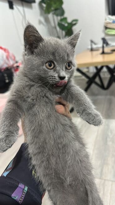 домик для кошки на улицу: Шотландский котенок ( девочка) 7 недель. К лотку приучены. Две — 1