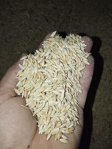 кант кукуруза: Арпа сатылат 1 тонадан ашат мишоко салынган. Доставка суйлошобуз — 2