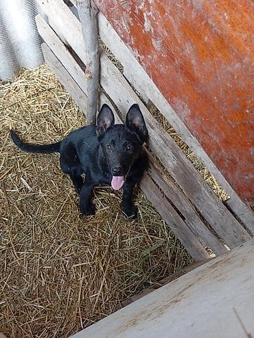 где можно купить перепелов: Щенок, черный окрас, стоячие уши, длинный хвост. Активный, любопытный — 6