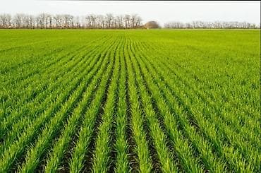 московский тыныстанова: 4800 соток Для сельского хозяйства — 1