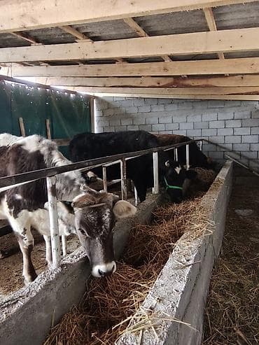 продам индюшат: Продаю | Корова (самка) | Для молока — 6