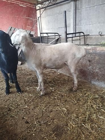 Башка жаныбарлар: Сатам | Кочкор (эркек) | Көбөйтүү үчүн | Асыл тукумдуу — 2