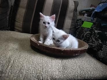 британская котята: Отдаю котят в хорошие руки.Котятам 1,5 месяца, к лотку приучены. - — 7