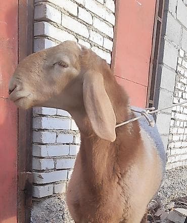 обмен на дакан: Продаю | Баран (самец) — 1