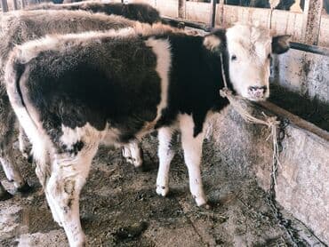 продам бу оборудование для птицефабрики: Продаю | Бык (самец) | Швицкая, Симментальская, Аулиекольская | На откорм — 20