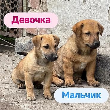 собака даром: Щенки и мама. Описание: - Порода: беспородные (метисы), компактного — 4