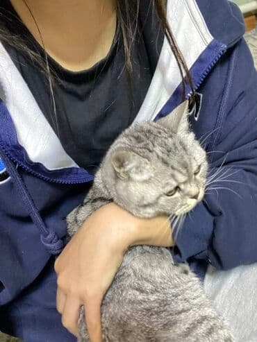 шотландская золотая шиншилла цена: Шотландская прямоухая короткошерстная кошка серебристого окраса — 2