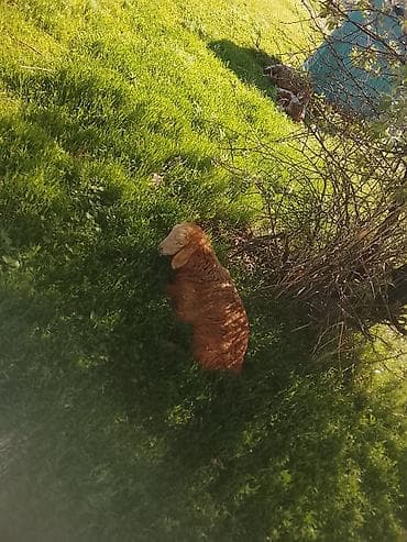 Продаю | Ягненок | Полукровка | Для разведения | Матка — 3