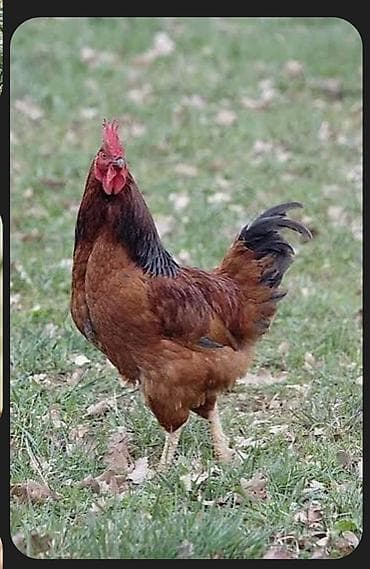 Продаю | Петух | Для разведения