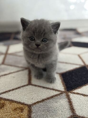 манчкин бишкек: Шотландские котята (вислоухие/страйт) серого (blue) окраса - Плюшёвая — 2
